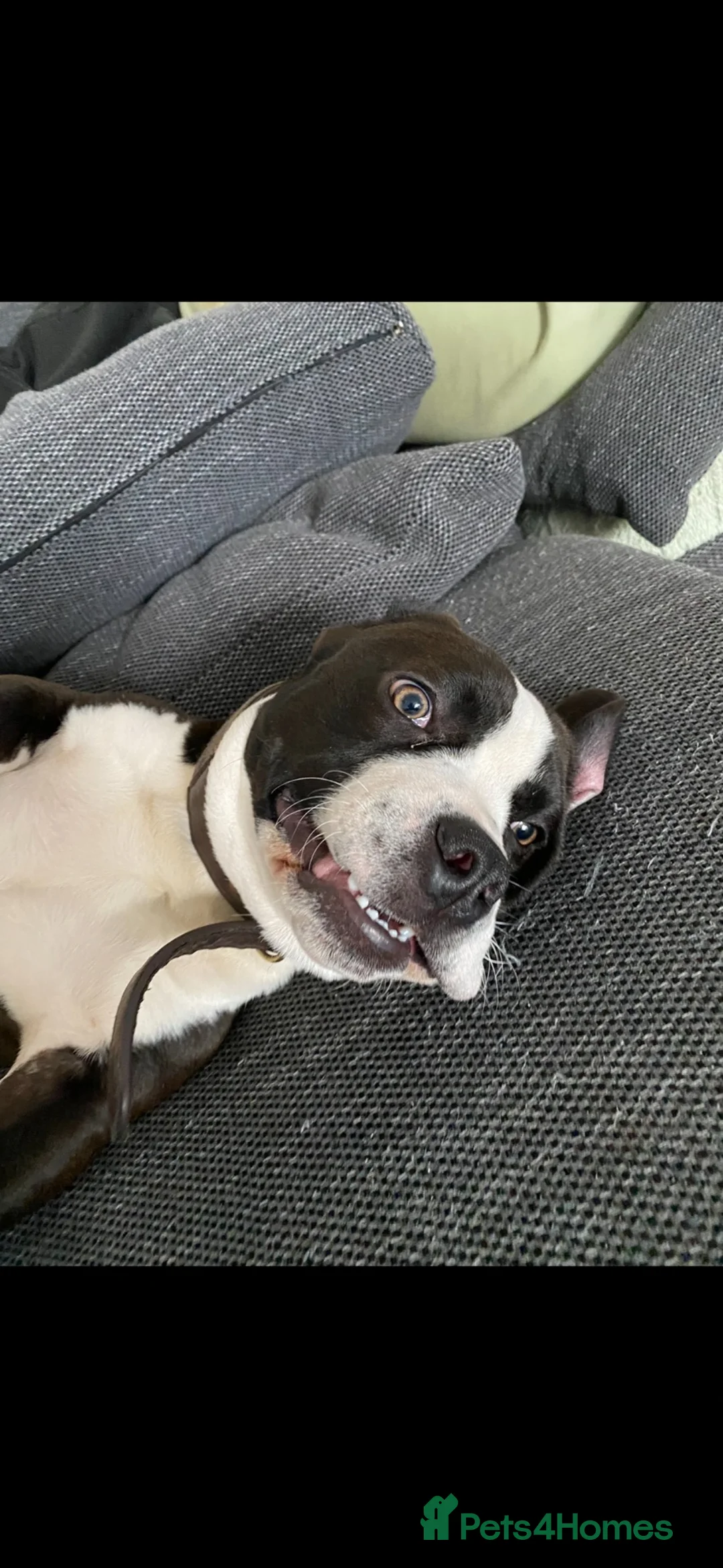 Mixed Breed dogs for stud: Beagle x French bulldog stud - Advert 8
