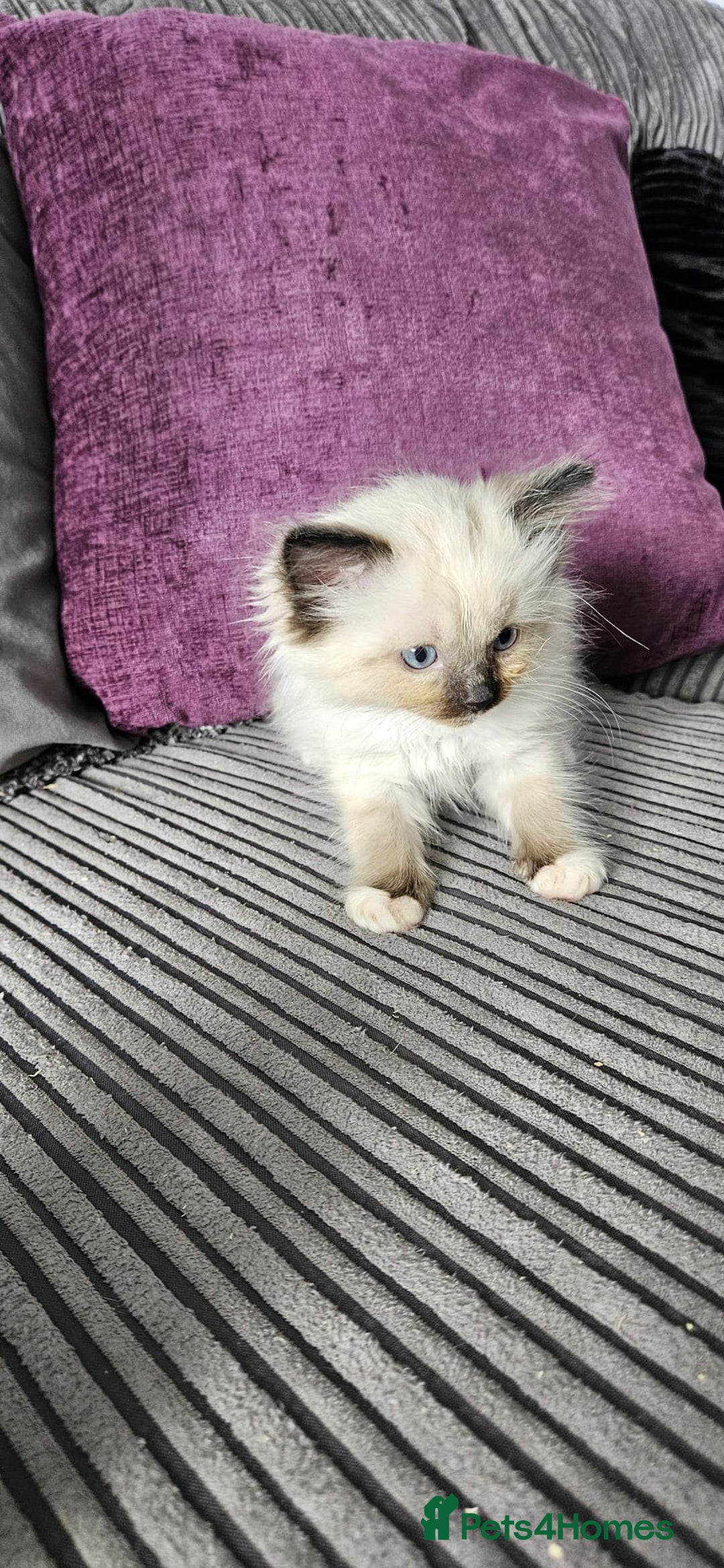 Ragdoll cats for sale: Ragdoll kittens looking for new homes - Image 4