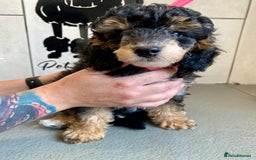 Toy Poodle dogs for sale: Gorgeously Pedigree Toy Poodle Babies - Image 10