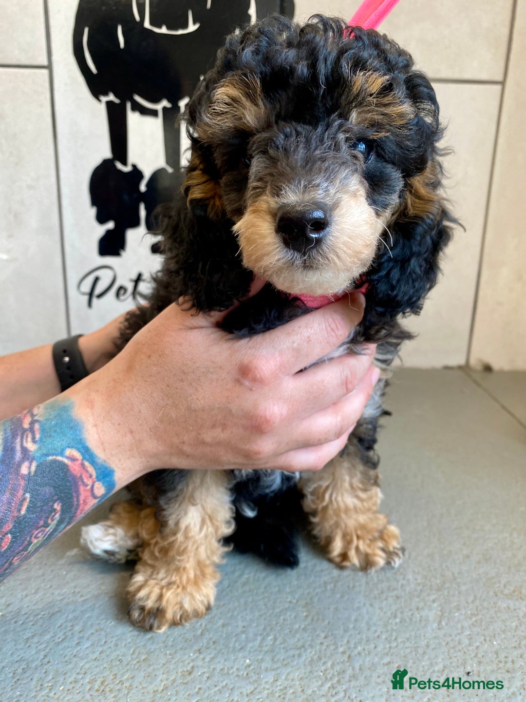 Toy Poodle dogs for sale: Gorgeously Pedigree Toy Poodle Babies - Image 10