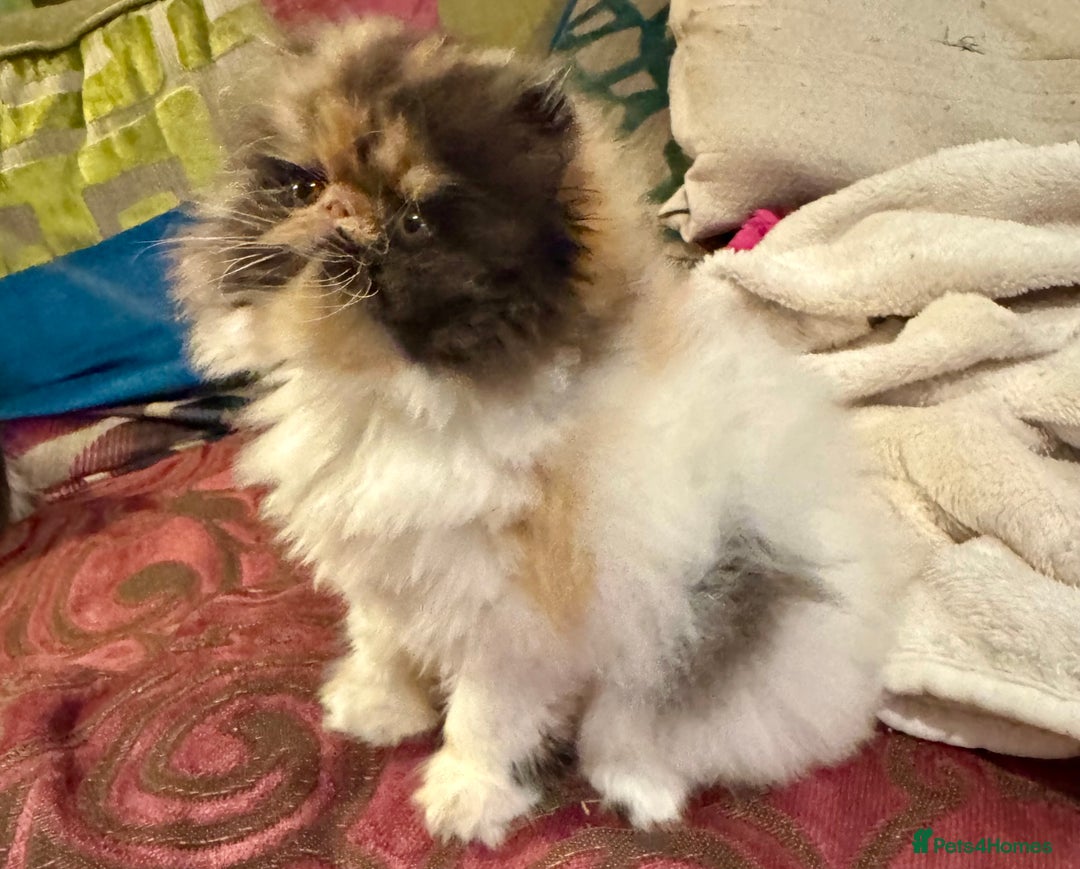 Persian cats for sale: Beautiful Calico pedigree Persian female kitten  - Image 14