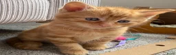 Mixed Breed cats for sale: Beautiful playful kittens £100 - £250 - Advert 4