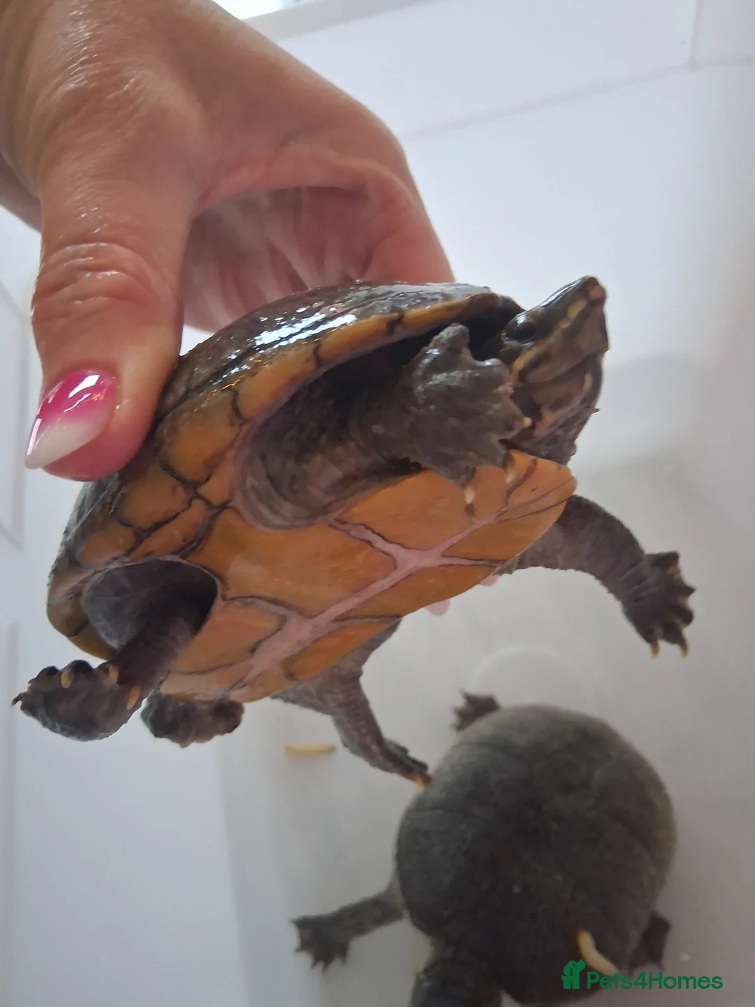 Turtle reptiles for sale: Musk baby turtle  in Chichester - Advert 2