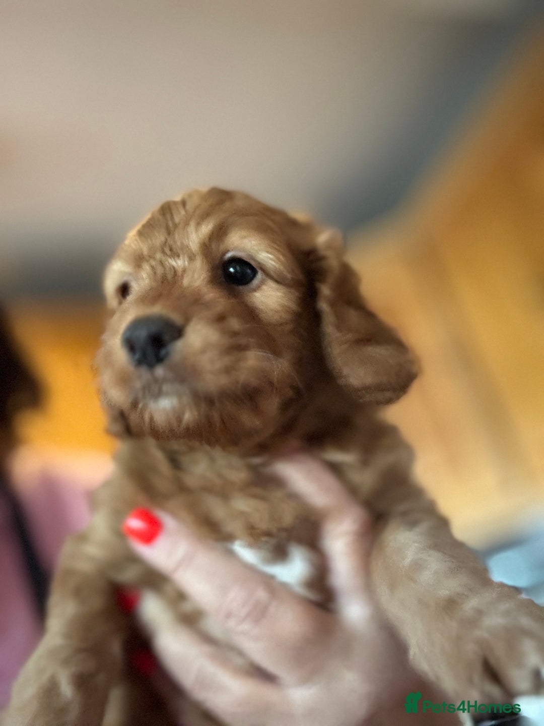 Mixed Breed dogs for sale: home grown golden doodle / cockerpoo  - Image 17