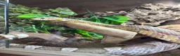 Corn Snake reptiles for sale: Ghost morph corn snake + set up  - Advert 4