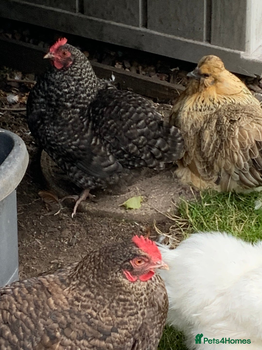 Chickens poultry for sale: 3 Maran hens needing new home - Image 5