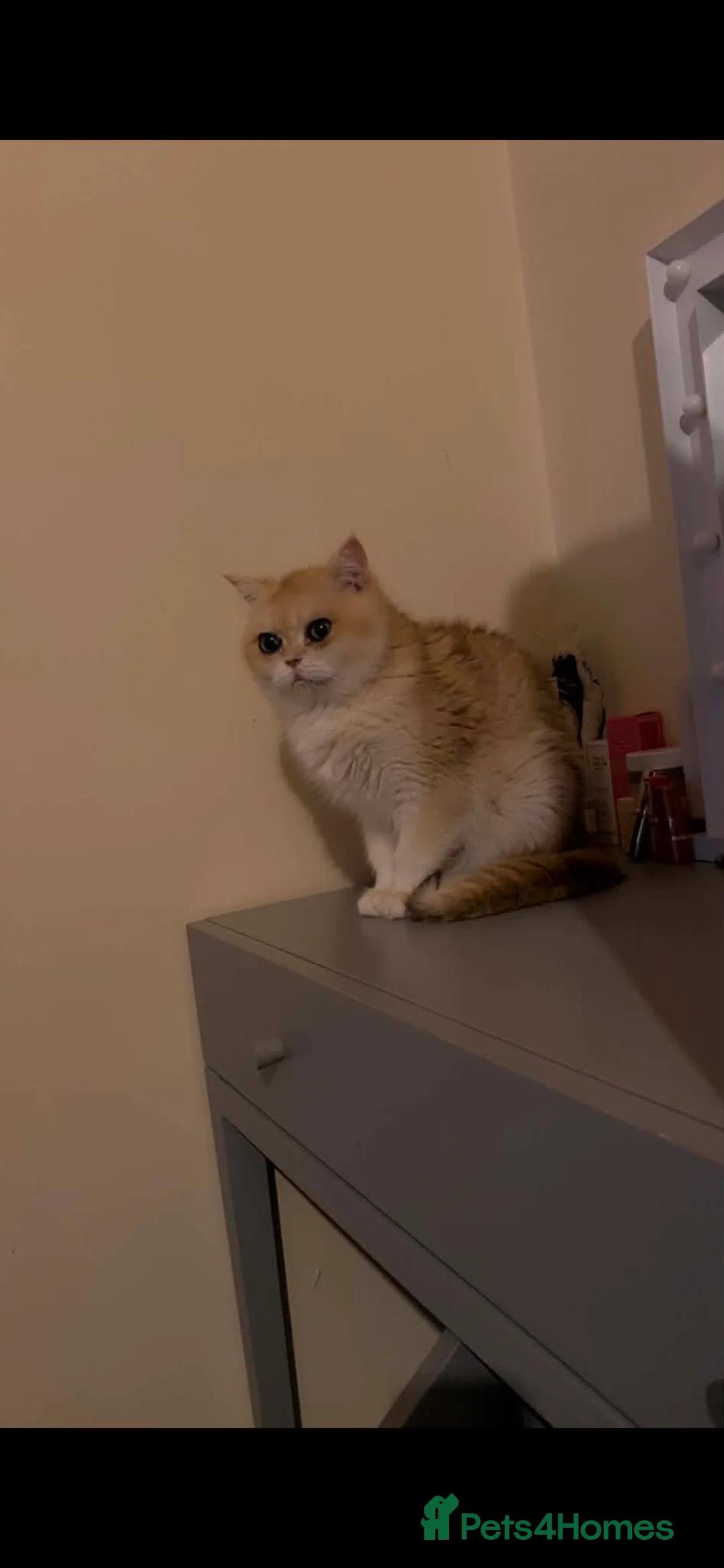British Shorthair cats for sale: Gorgeous British Shorthair  - Advert 4