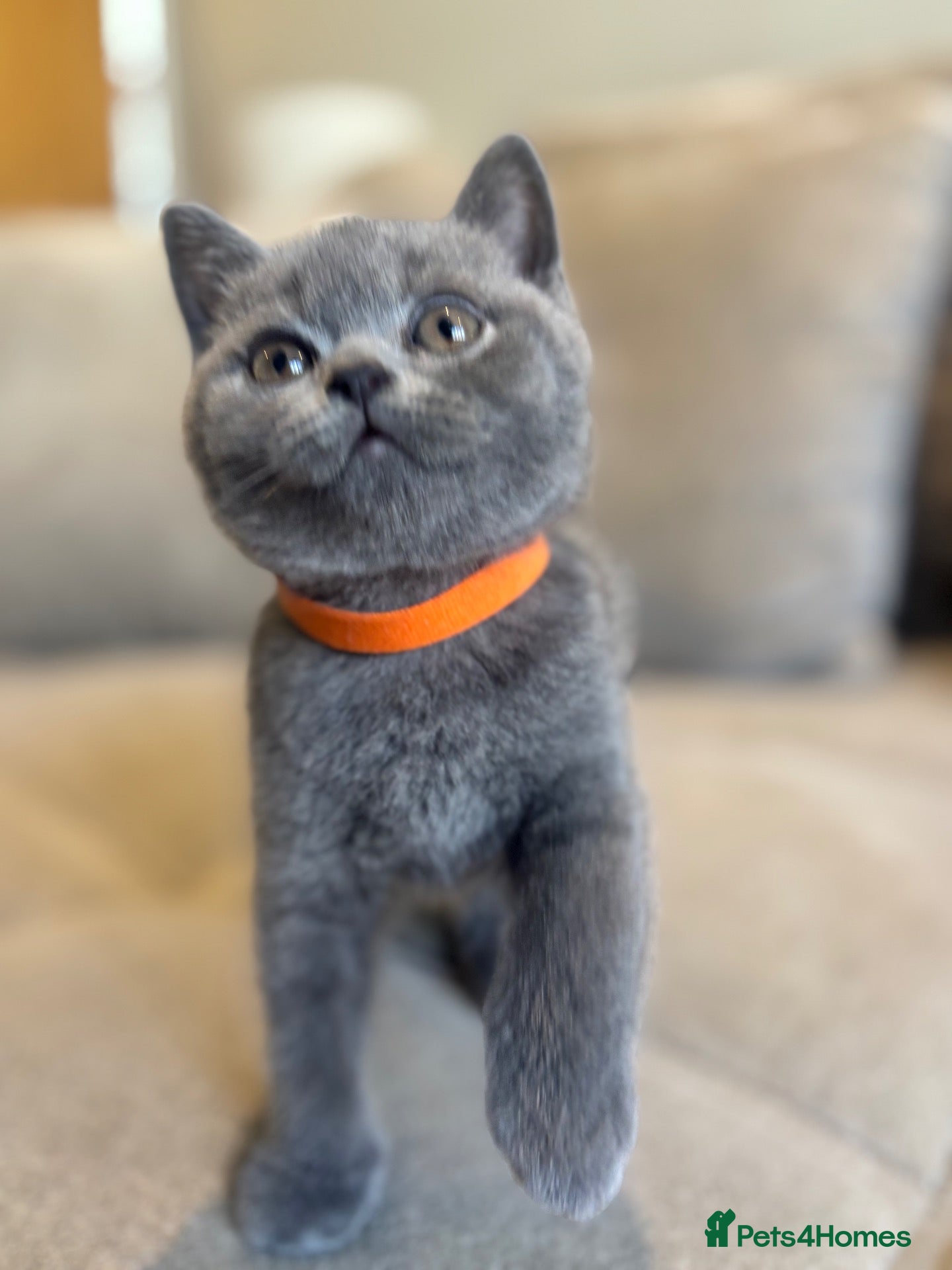 British Shorthair cats British Blue Shorthair GCCF Pedigree Registered  - Advert 1