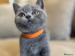 British Shorthair cats British Blue Shorthair GCCF Pedigree Registered - Advert 1