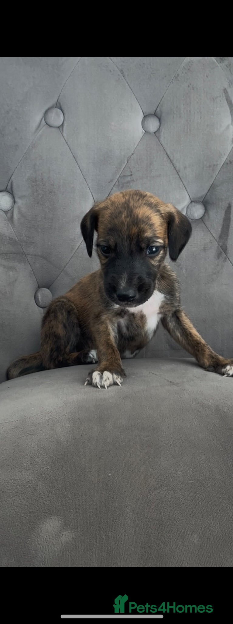 Mixed Breed dogs Wippet X puppies  - Advert 1