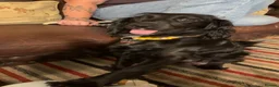 Cocker Spaniel dogs for sale: cocker spaniel puppies in Taunton - Advert 1