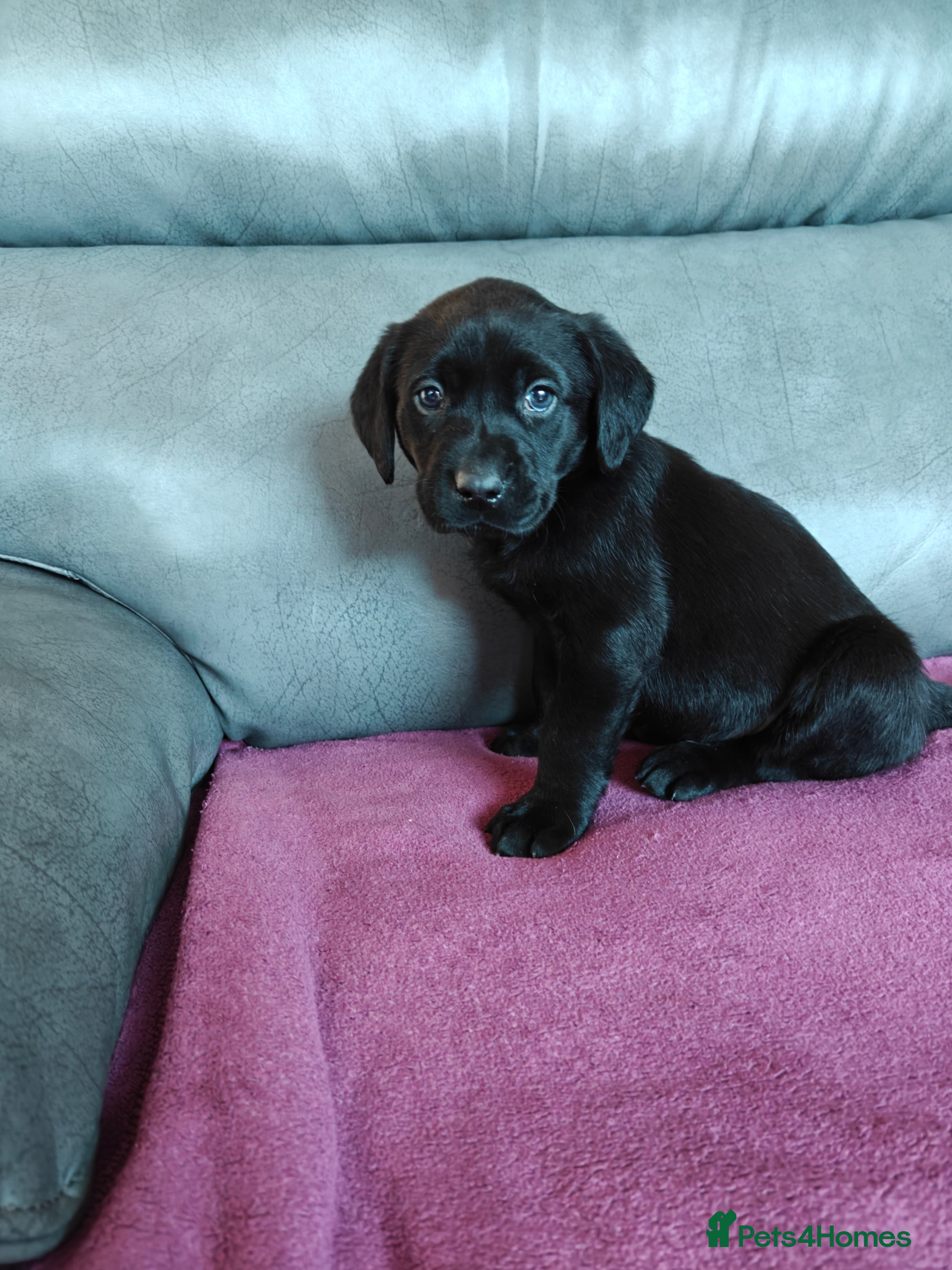 Labrador Retriever dogs Gorgeous Lab Pups From Health Tested Parents  - Advert 2