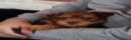 Norfolk Terrier dogs for sale: Norfolk Terrier Puppies  - Advert 3