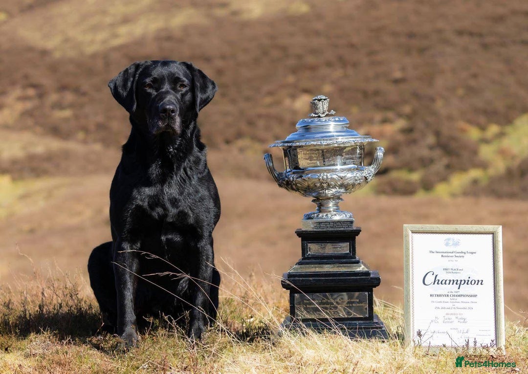 Labrador Retriever dogs for sale: IGL Champion × Top Irish Bitch Ready Mid–End Aug - Image 1