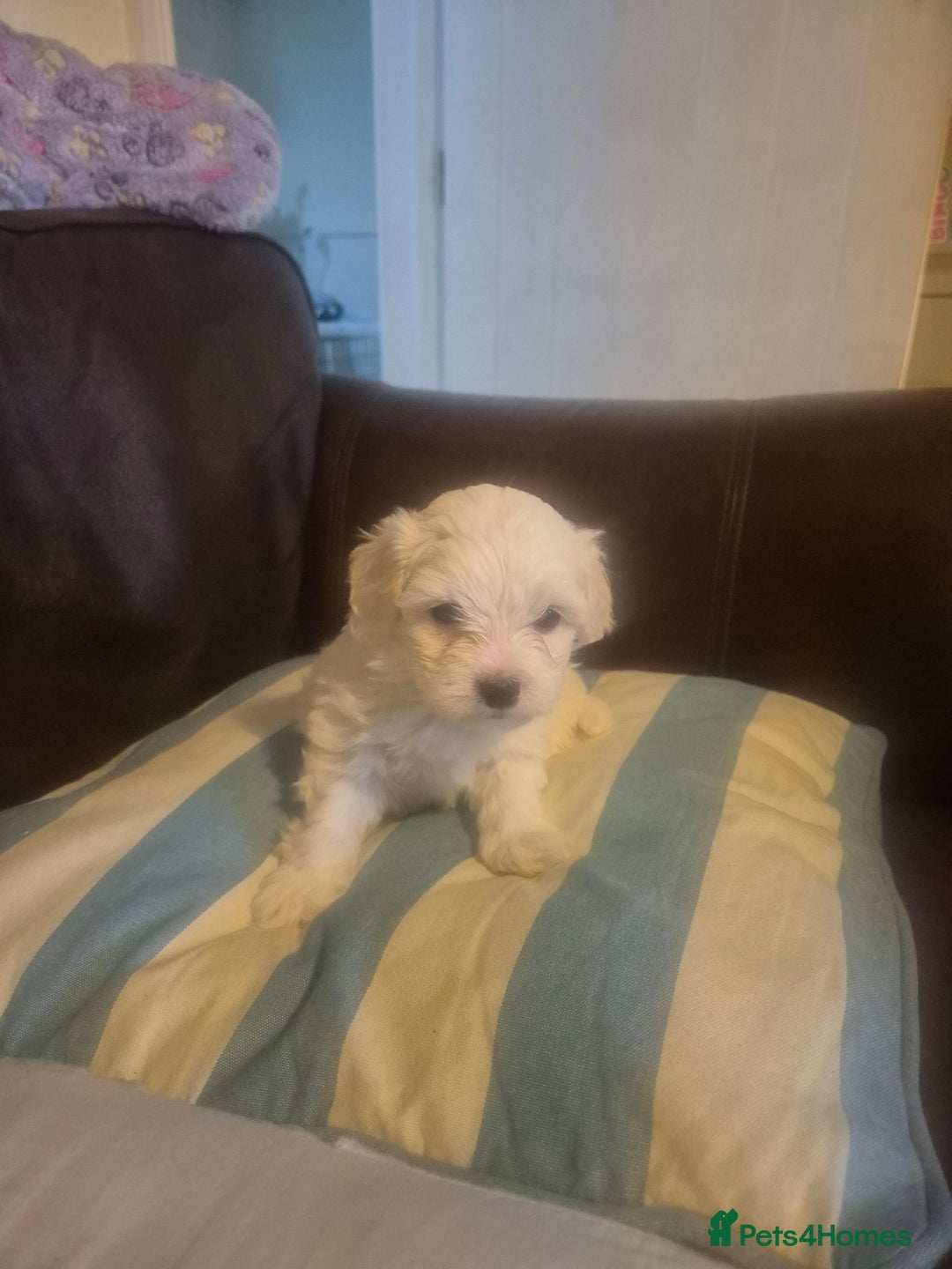 Mixed Breed dogs for sale: Stunning, Rare, Cotonese puppies  - Advert 9