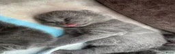 British Shorthair cats for sale: Purebred BSH Kittens- Premium & Imported Lineage - Advert 10