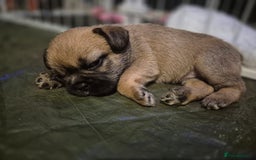 Mixed Breed dogs for sale: Female french bulldog pup - Advert 4