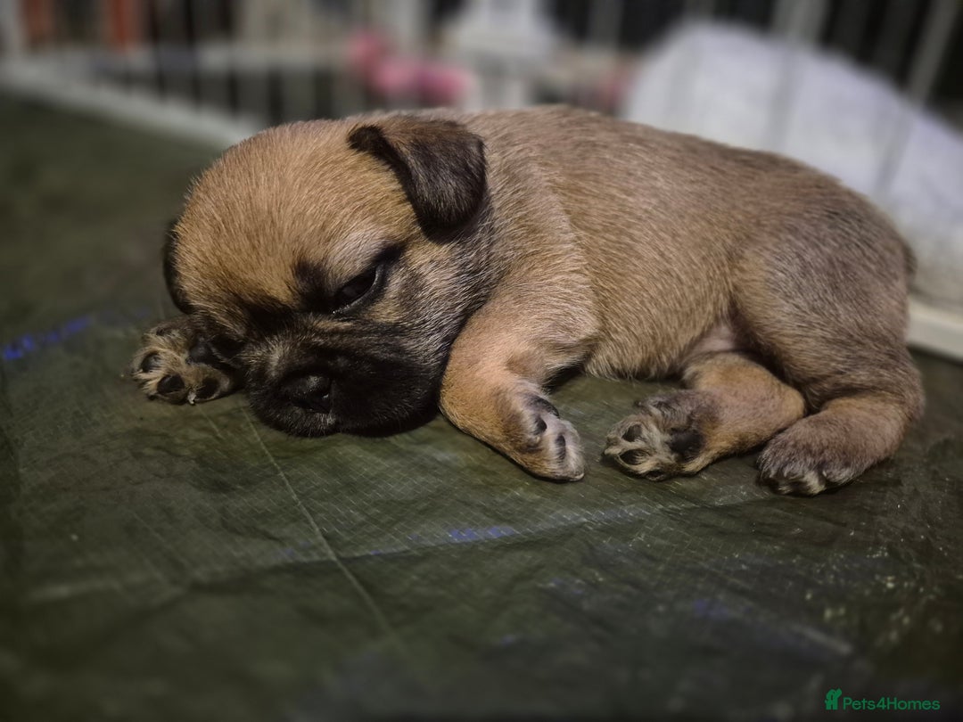 Mixed Breed dogs for sale: Female french bulldog pup - Advert 4