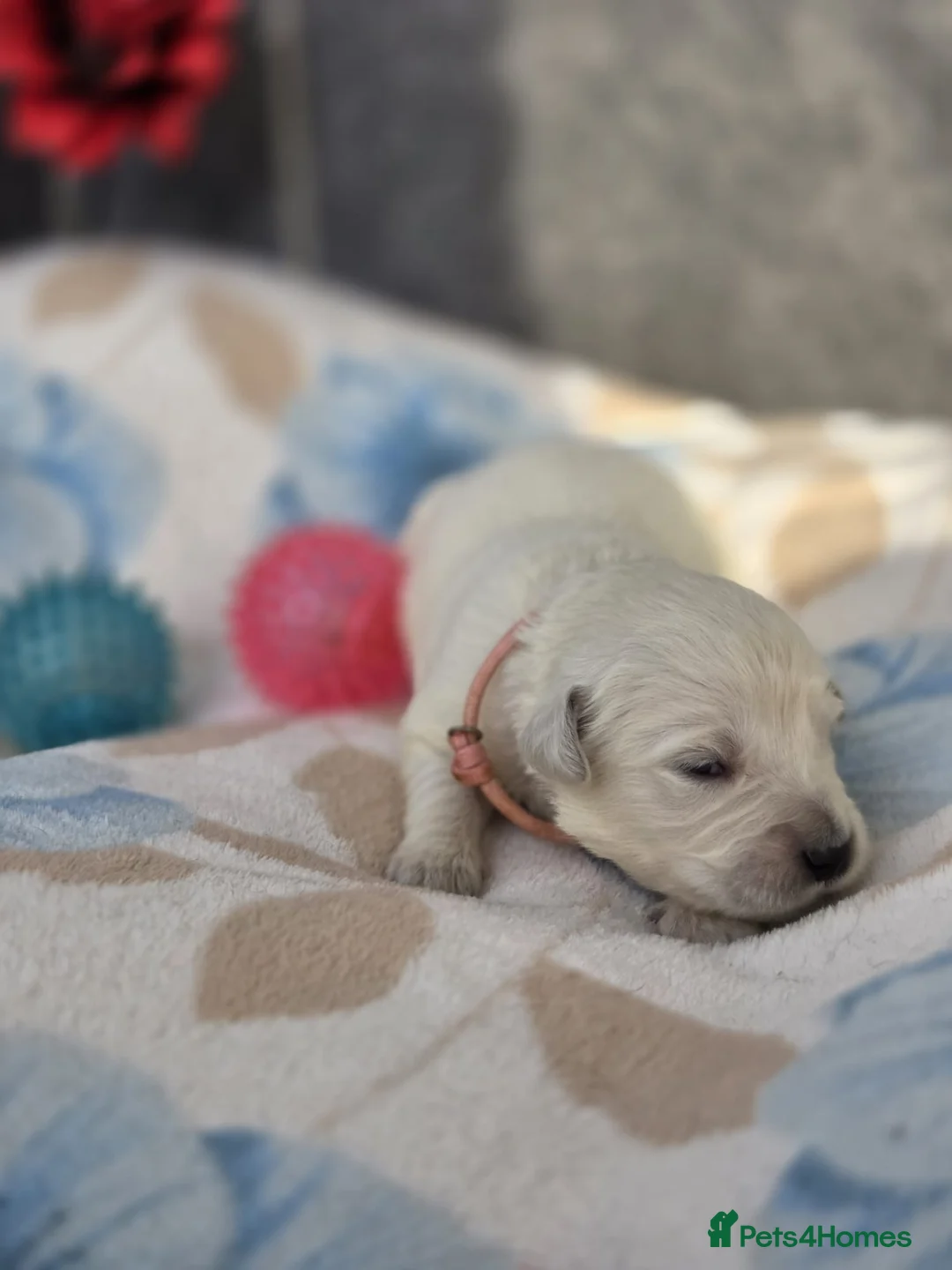 Golden Retriever dogs for sale: Beautiful kc golden retriever pups - Advert 34