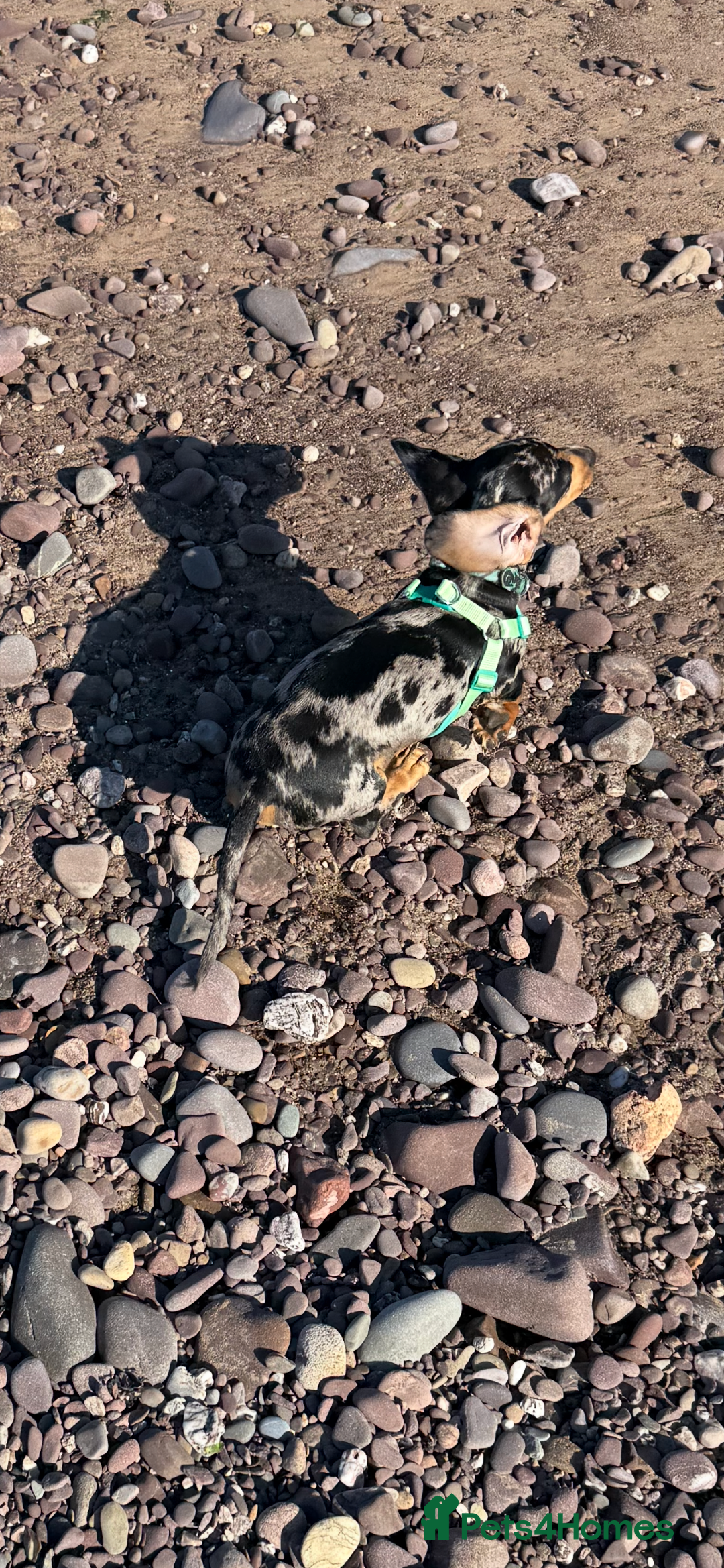 Miniature Dachshund dogs for sale: Male Silver Dapple Miniature Dachshund's  - Image 7