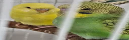 Cockatiels birds for sale: Violet Indian Ringneck Hen for sale Breeding pairs - Advert 7