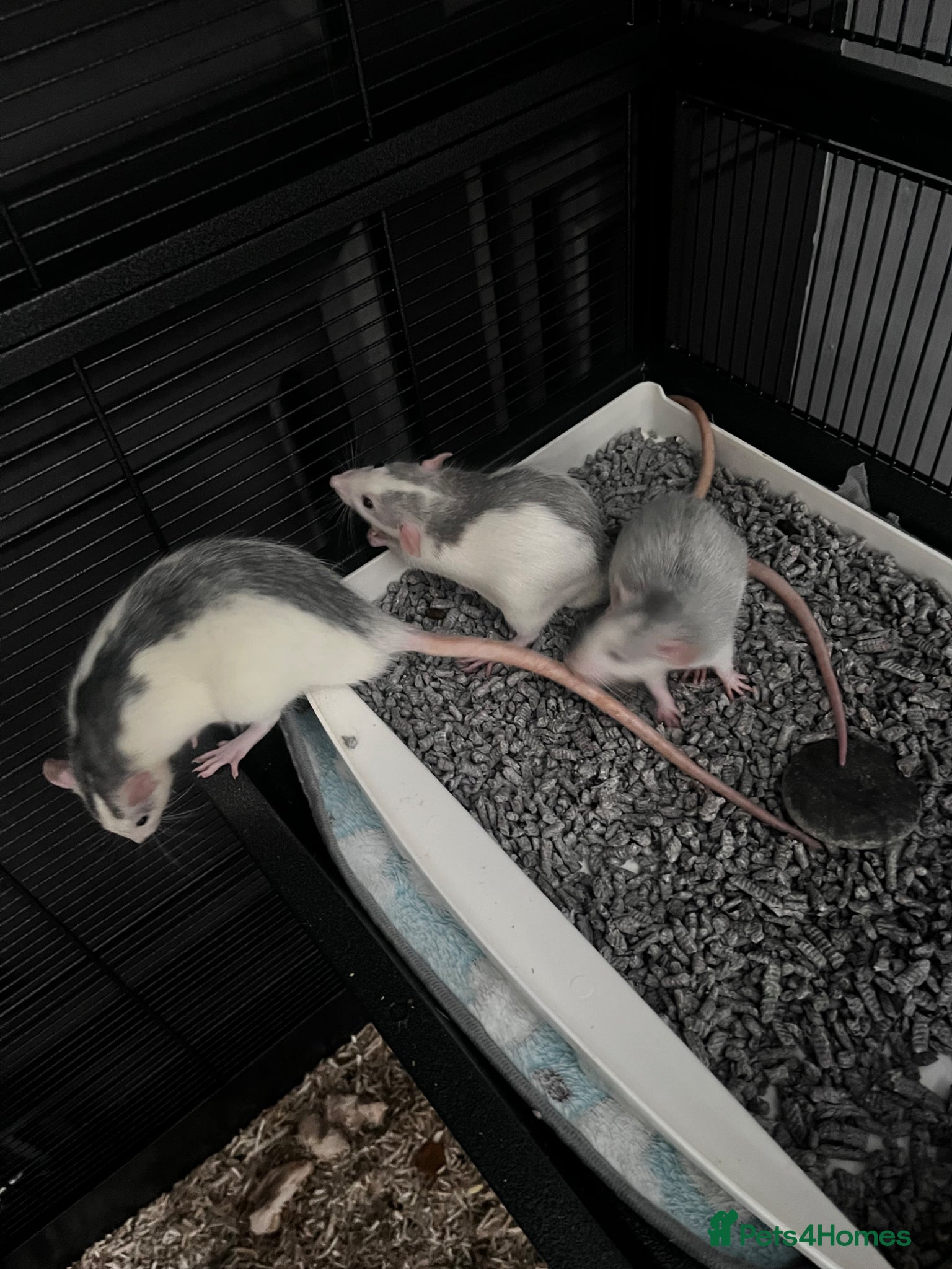 Rat rodents 3 young male rats for sale - Advert 10