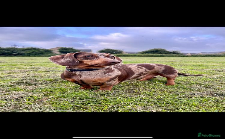 Dachshund dogs Dachshund for rehoming  - Advert 3