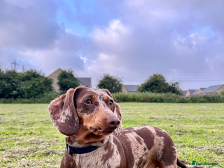 Dachshund dogs Dachshund for rehoming - Advert 1