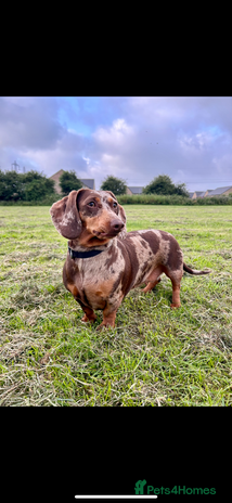 Dachshund dogs Dachshund for rehoming - Advert 1