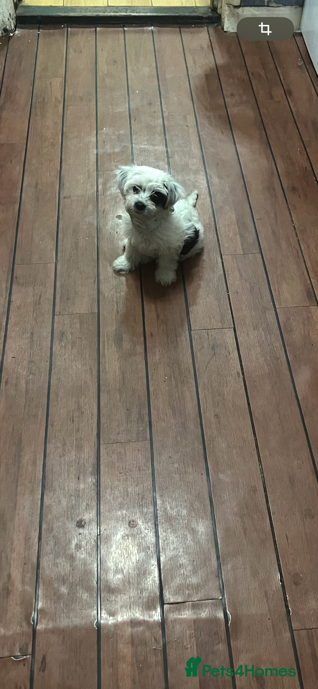 Maltese dogs for sale: bichon meltese  - Image 14