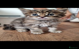 Mixed Breed cats for sale: Beautiful kittens looking for their forever homes - Image 2
