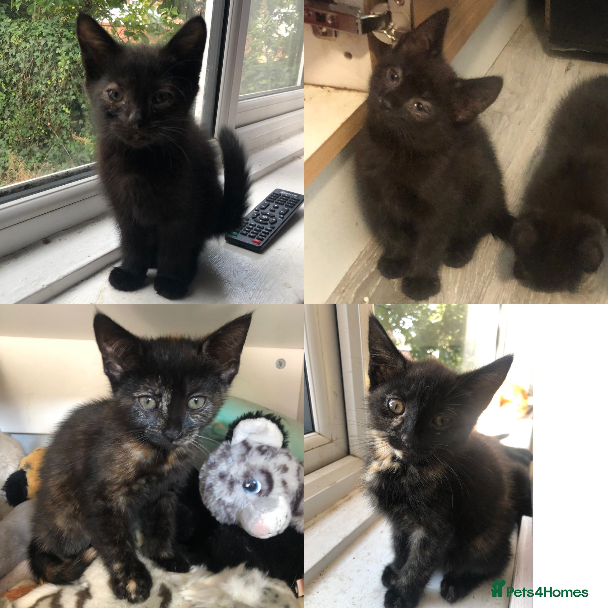 Mixed Breed cats 2 Black Males, 2 Tortoiseshell Females For Sale - Advert 10