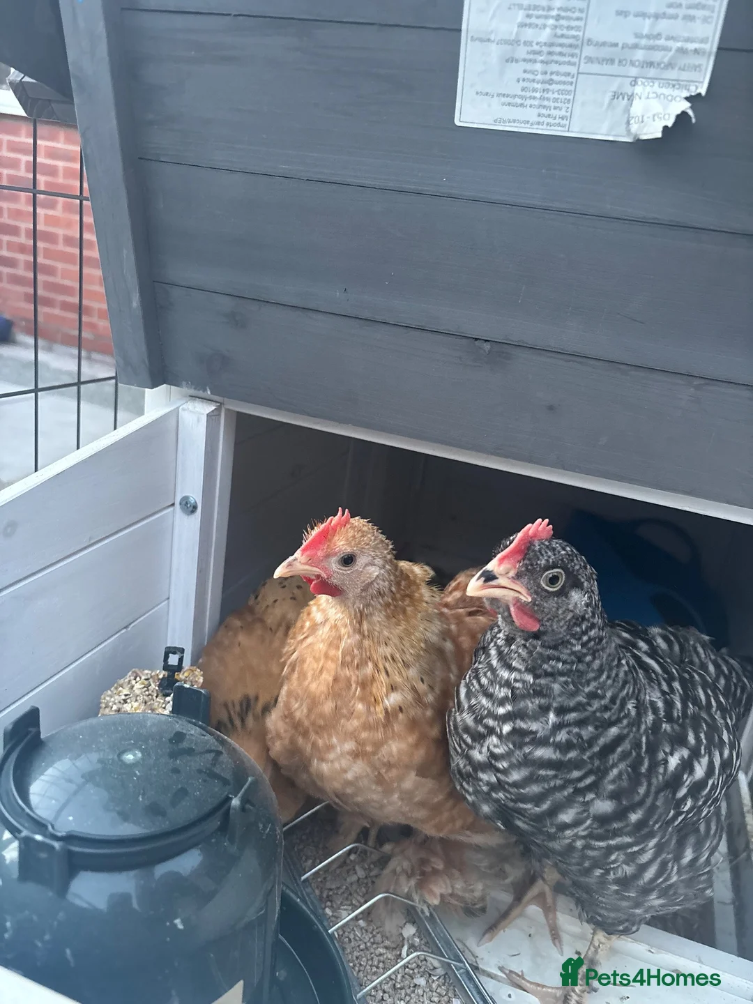 Chickens poultry for sale: Male chickens in Liverpool - Advert 1