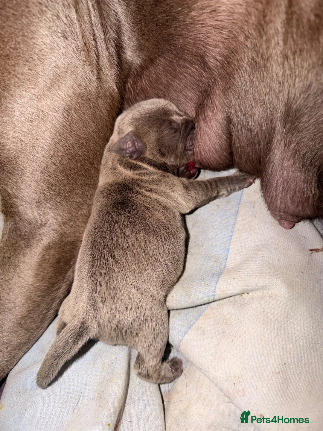 Staffordshire Bull Terrier dogs for sale: Blue Staff puppies Available  - Advert 7