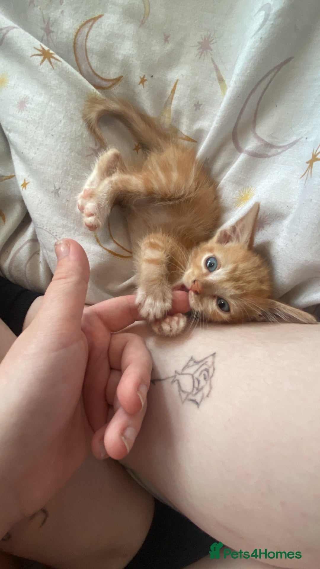 Mixed Breed cats for sale: Benji (11 week old kitten) - Image 1