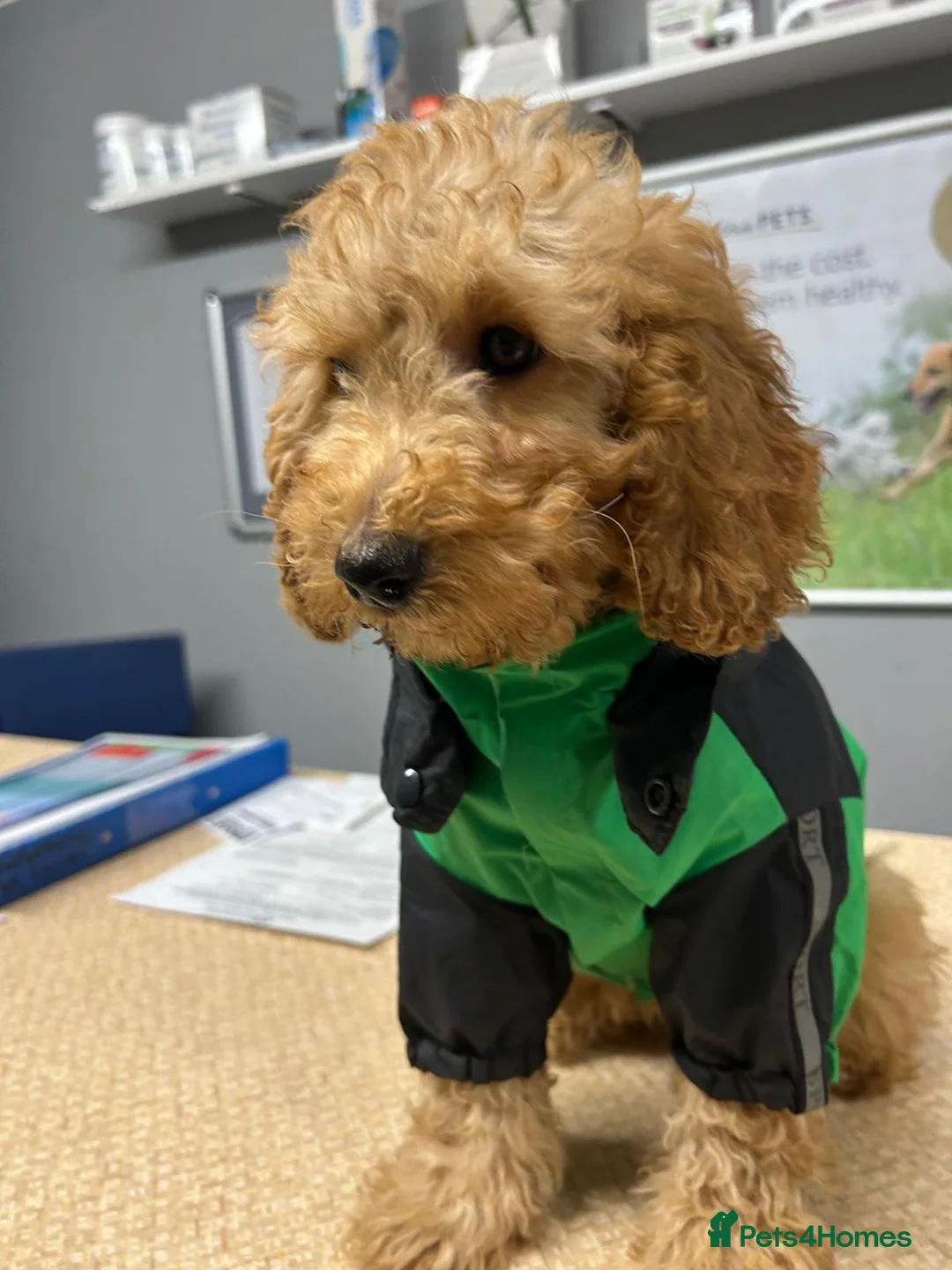 Cavapoo dogs for sale: F1B Cavapoo Puppies for Sale - Advert 11