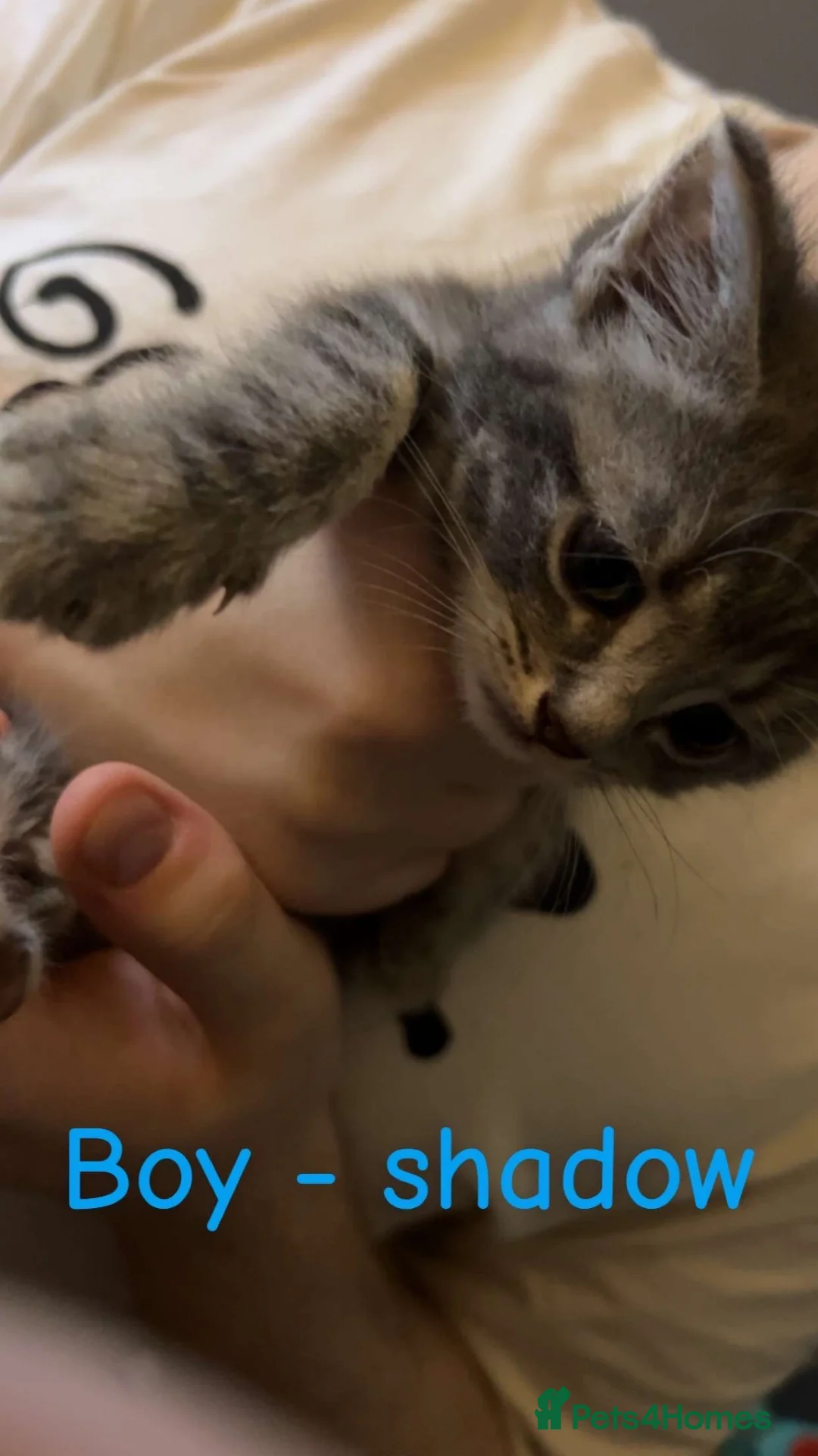 Mixed Breed cats for sale: Cute kittens almost ready for their forever homes - Advert 25