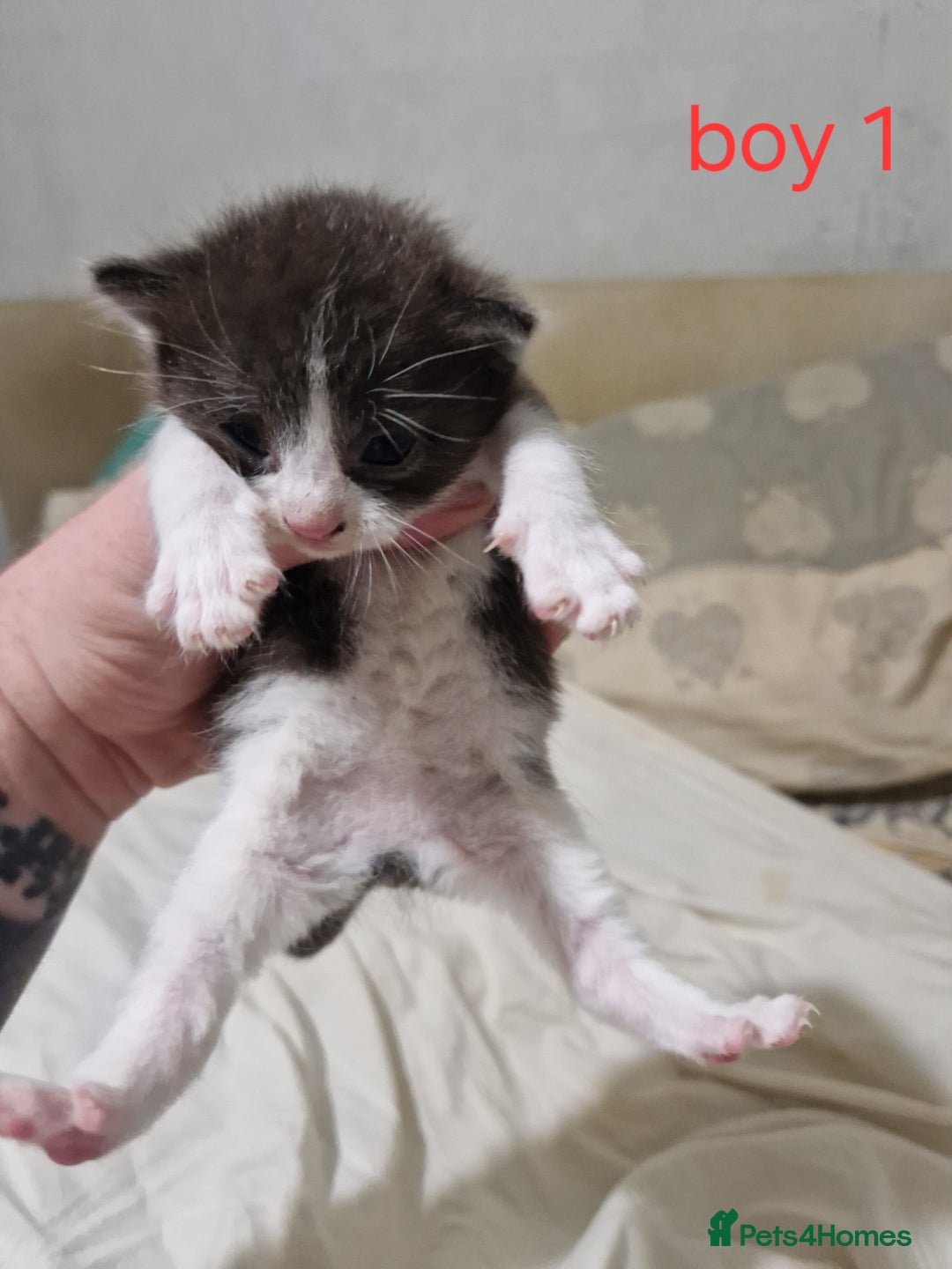 Mixed Breed cats for sale: Playfull kittens  - Image 3