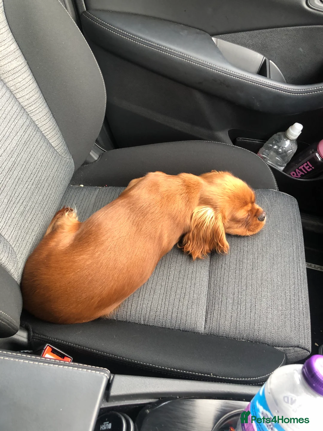 Cavalier King Charles Spaniel dogs for stud: STUD only!  KC registered  - Advert 6