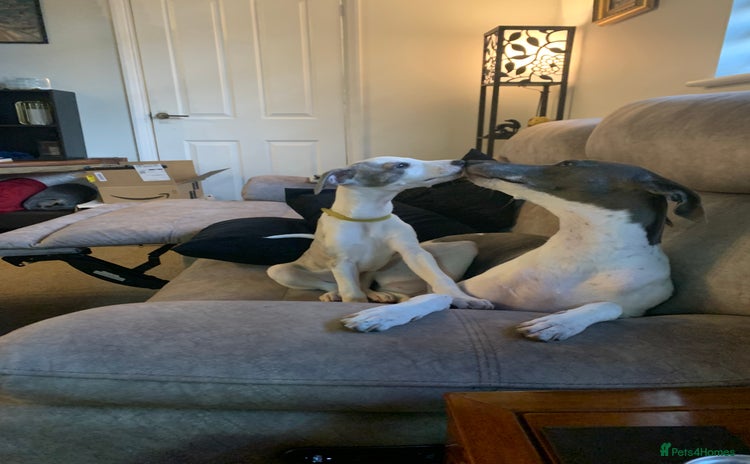 Whippet dogs - Advert 1