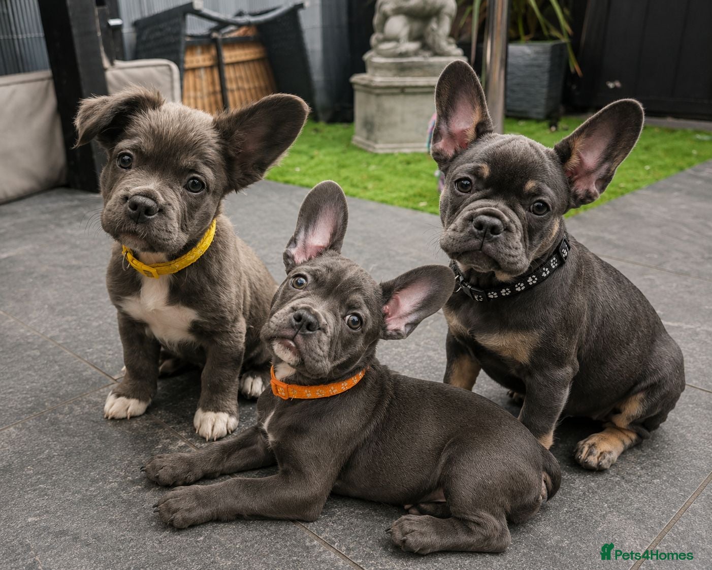 French Bulldog dogs READY TO GO!! Gorgeous French Bull Dog Puppies - Advert 1