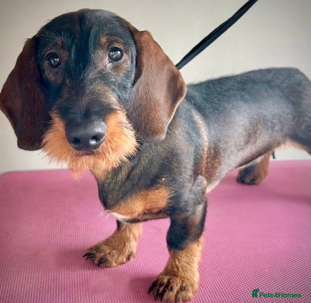 Dachshund dogs for stud: COI 0% North Yorkshire Wire Haired Dachshund Stud - Image 9