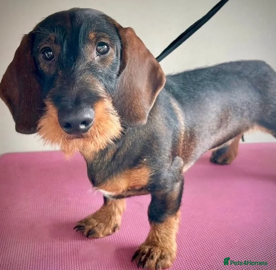 Dachshund dogs for stud: COI 0% North Yorkshire Wire Haired Dachshund Stud - Advert 9