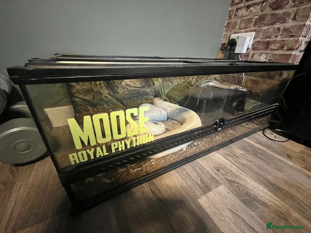 Python Snake reptiles for sale: Purple passion royal python  - Advert 3