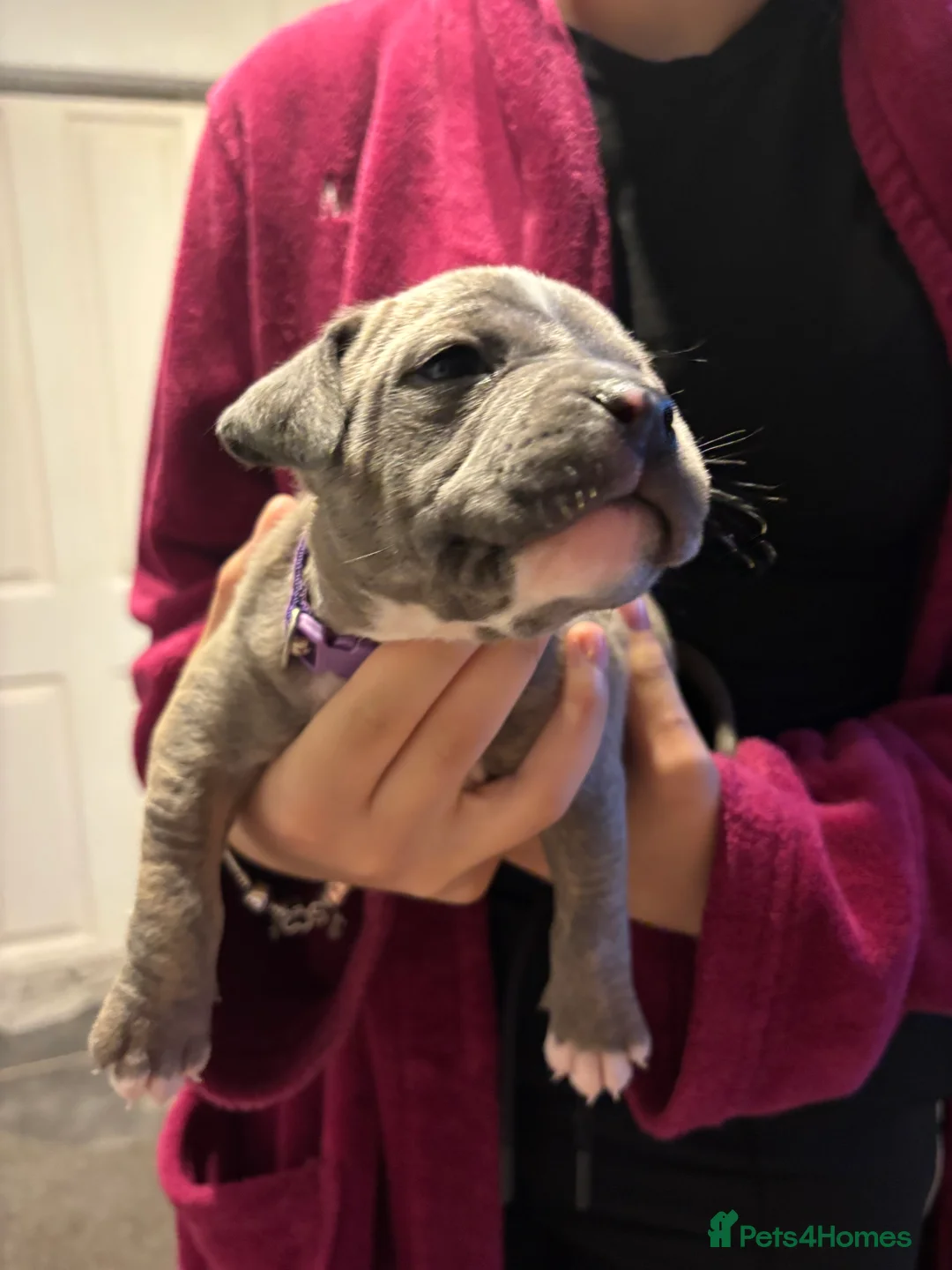 Staffordshire Bull Terrier dogs for sale: Staffordshire bull terrier puppies  - Advert 2