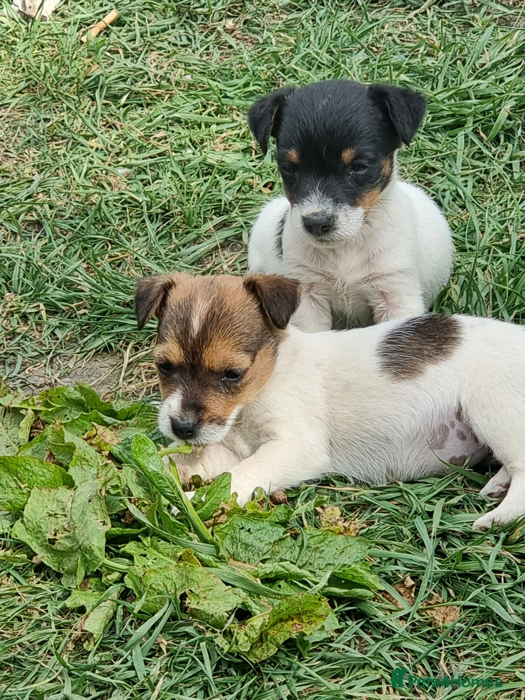 Jack Russell dogs for sale: Jack Russel pups  - Advert 2