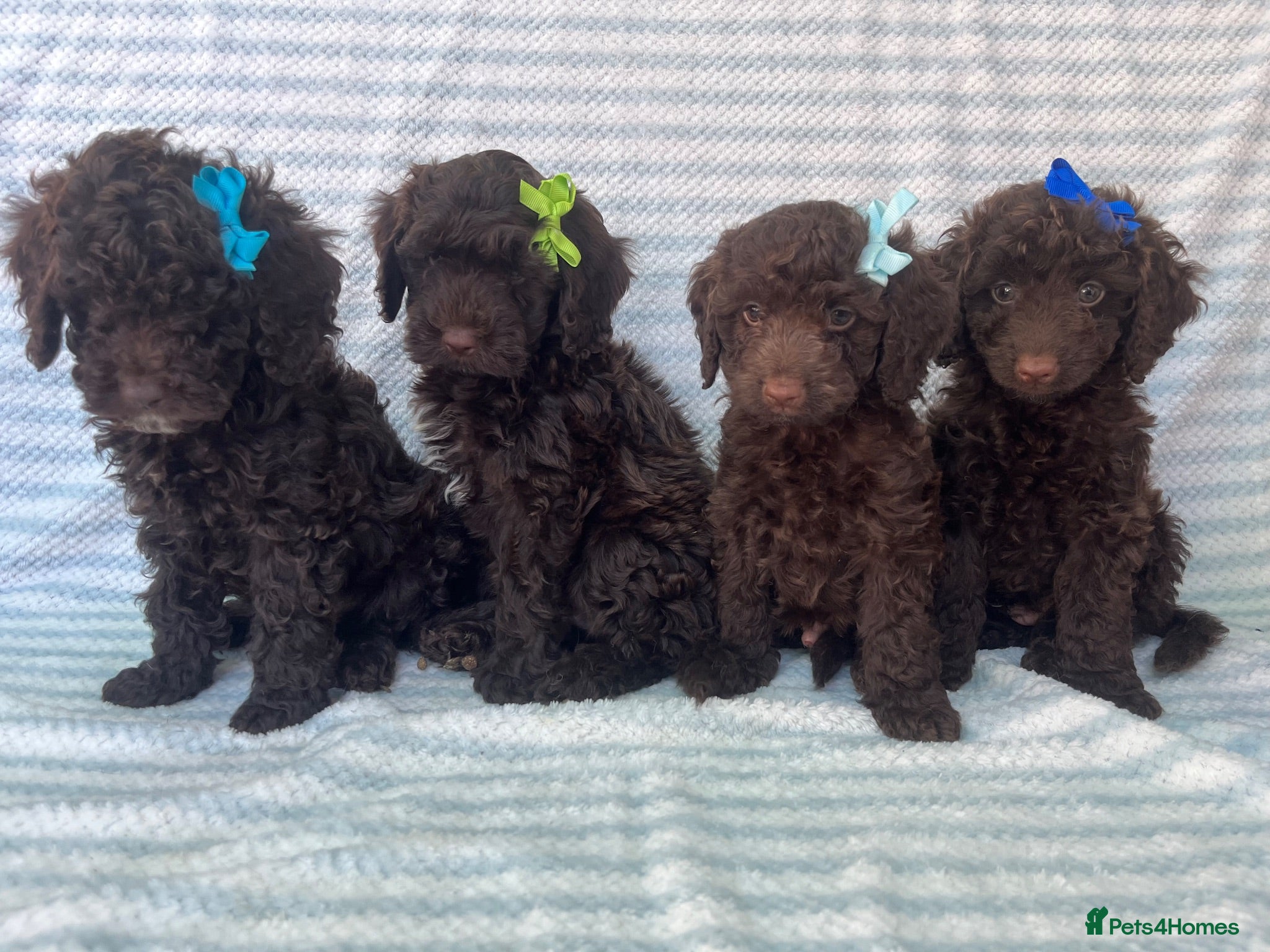 Cockapoo dogs CHOCOLATE COCKAPOOS GIRLS/BOYS PUPPYS PRA CLEAR - Advert 2