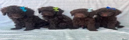 Cockapoo dogs for sale: CHOCOLATE COCKAPOOS GIRLS/BOYS PUPPYS PRA CLEAR - Advert 4