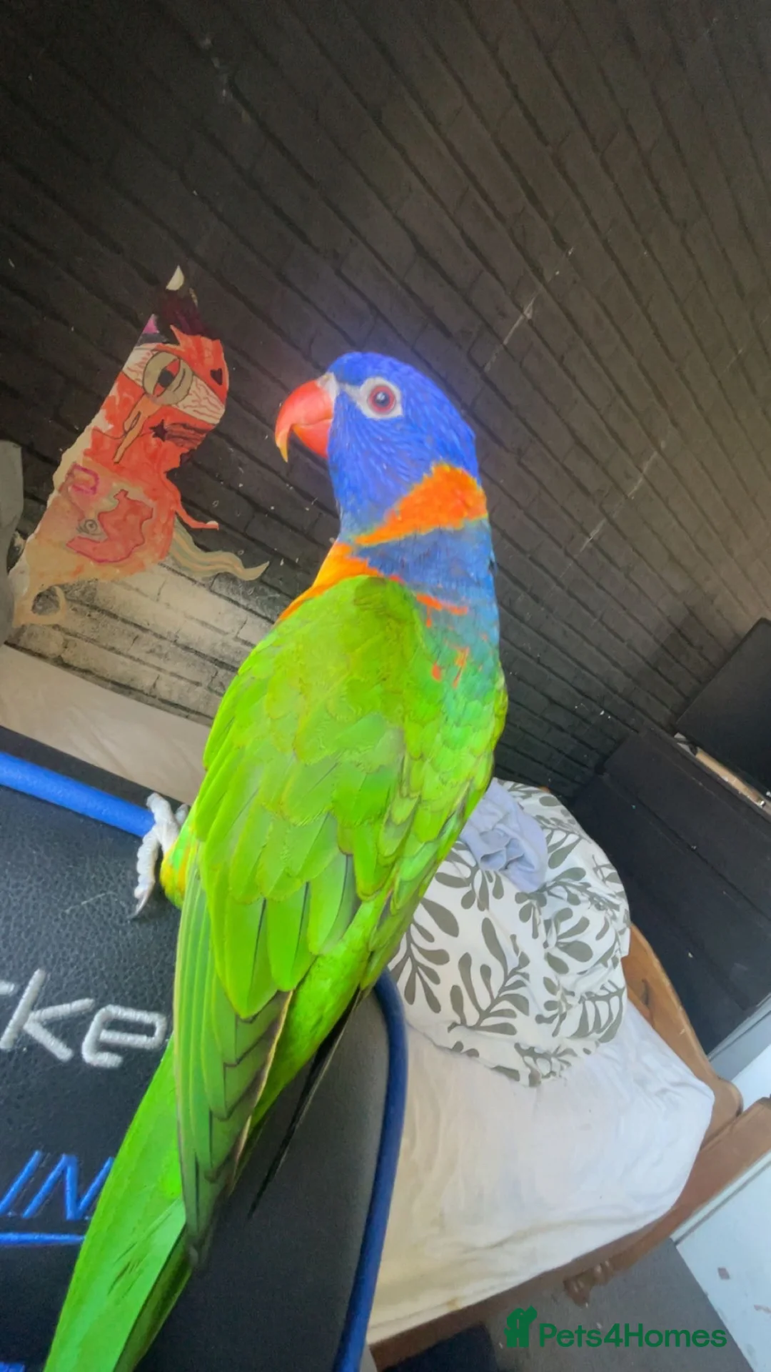 Lorikeets birds for sale: 🩵reo🩵 - Advert 1