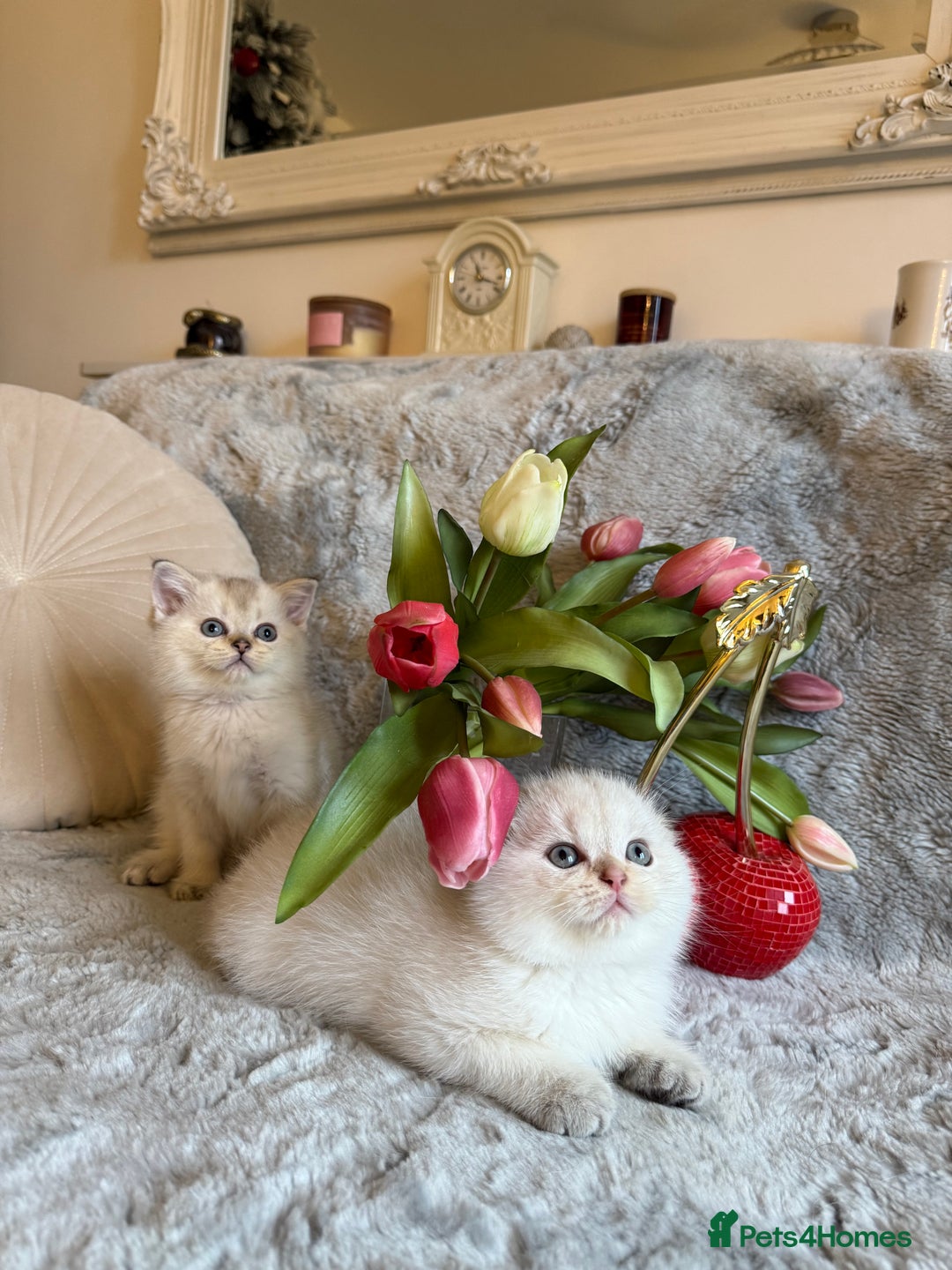 Scottish Fold cats for sale: *LUXURY SCOTTISH FOLD & 1 STRAIGHT KITTENS* - Advert 1